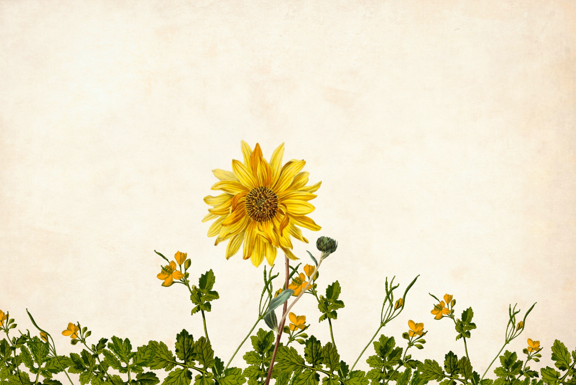 Wildflowers